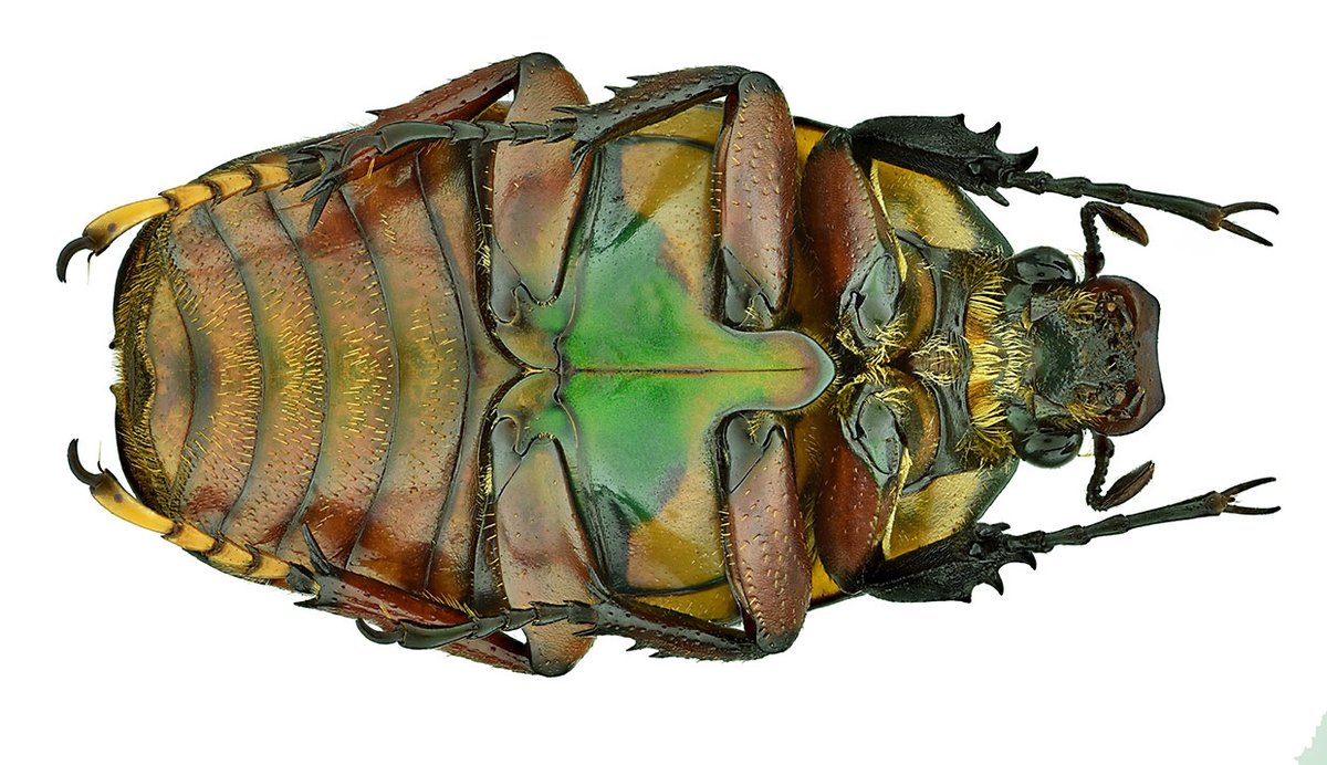 Mecynorhina harrisi harrisi (Westwood, 1847)
syn: Megalorhina harrisi harrisi Westwood, 1847
Female
Size: 38 mm
Breeding, 2000