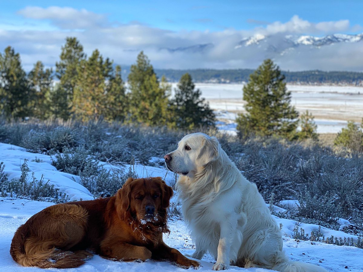 Teton &amp; Teakwood pose at the top of our Cascade property. Their just waiting for today’s backcountry adventure 👍