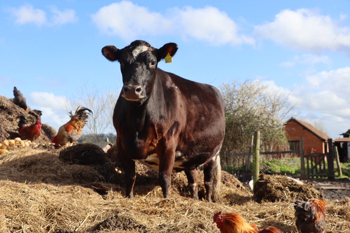 It’s a Good Friday with Widget, our ruler of poo mountain. #caenhillcc #widgetthecow #rescuecow #farm #goodfriday