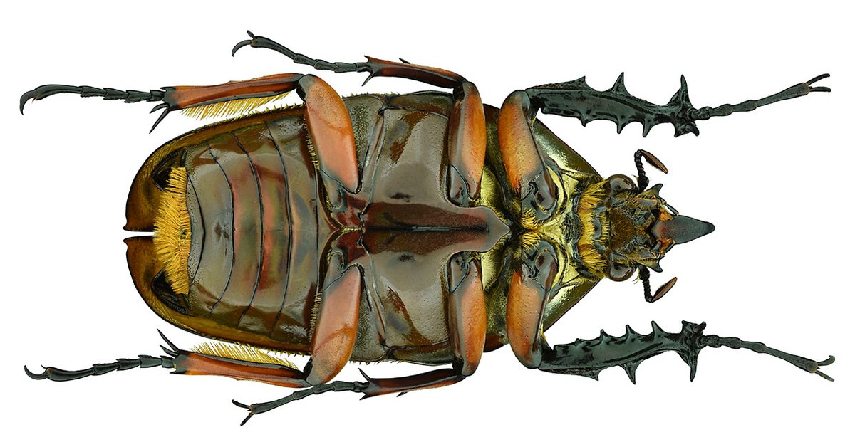 Mecynorrhinella poggei (Kraatz, 1890)
syn: Mecynorhina (Mecynorrhinella) torquata ugandensis Moser, 1907
Male
Size: 56 mm
Breeding, 2000