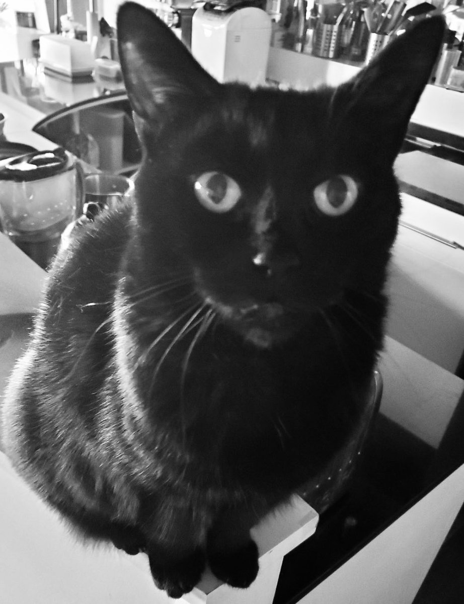 juanitafan's tweet photo. Yes it is #catnoirfriday & you might have gone out for lunch, but feed me NOW says grumpy Missy ๐โโฌ #panfursquad #blackcatrules #CatsOfTwitter https://t.co/EPm87QcXMD