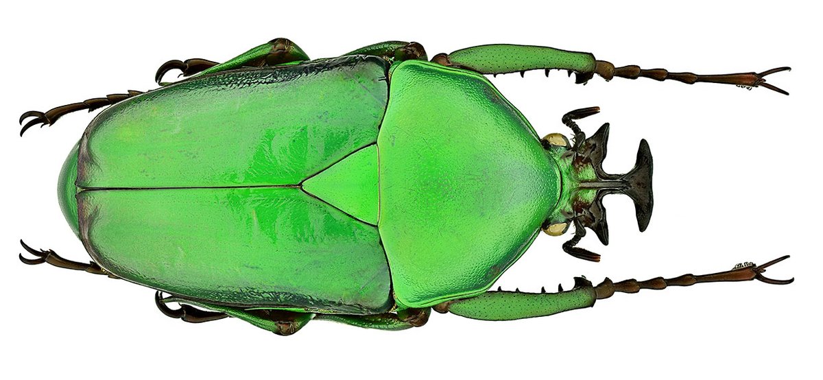 Dicronorhina micans (Drury, 1773)
Male
Size 48 mm
Breeding, 2000