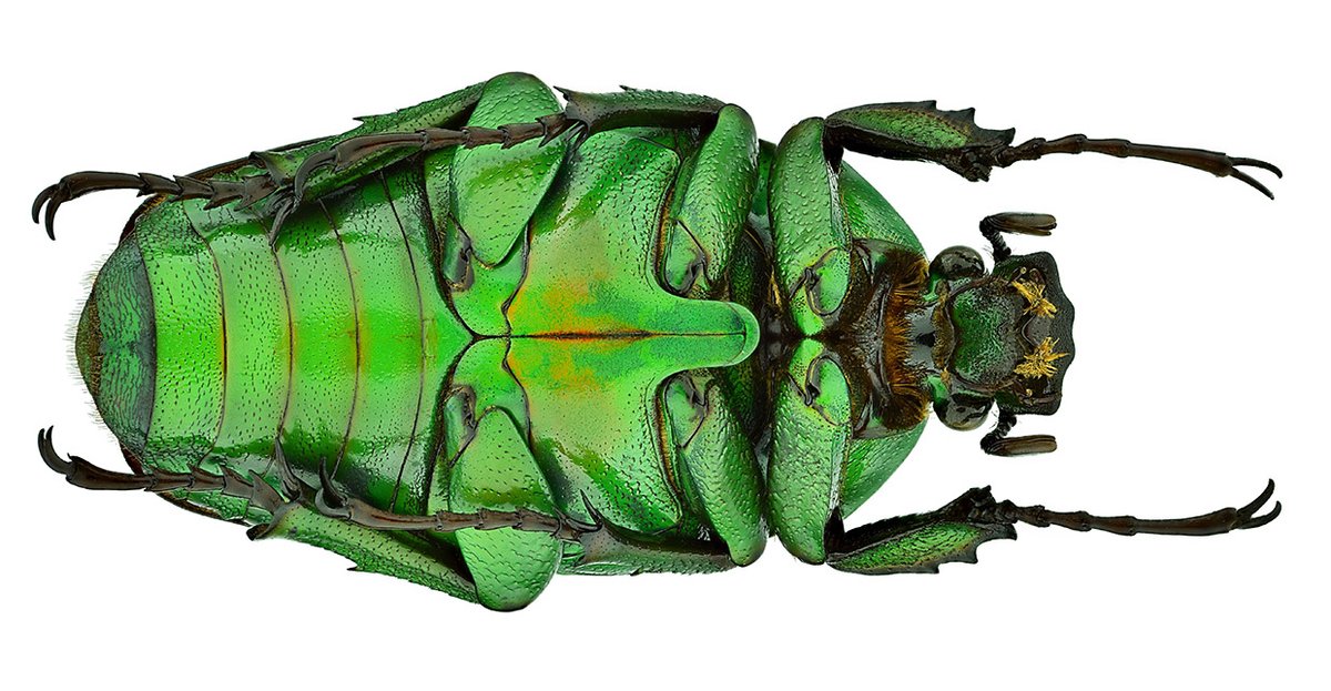 Dicronorhina micans (Drury, 1773)
Female
Size 40 mm
Breeding, 2000