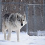 Photo by WildlifeScienceCentr (@NewsFromWSC)