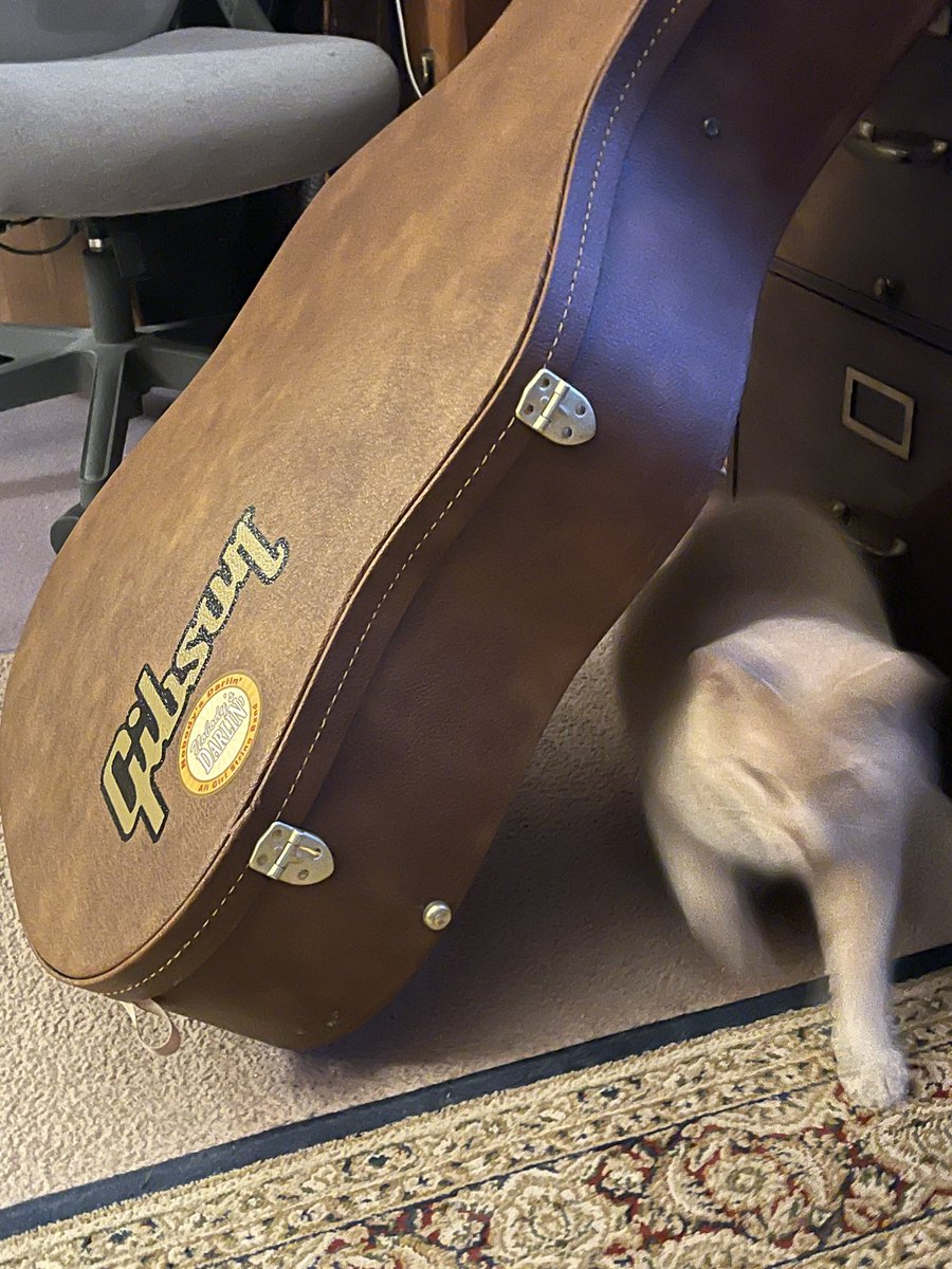 MemoryTuxedo1's tweet photo. @GibsonTheKitty #goodcatting
(Mum plays a vintage acoustic Gibson guitar and my job is to lay in or on the case during rehearsal and listen. https://t.co/ewjNYi4TsA)
#CatsOfTwitter #GibsonGuitars https://t.co/nCfrXc9FS7