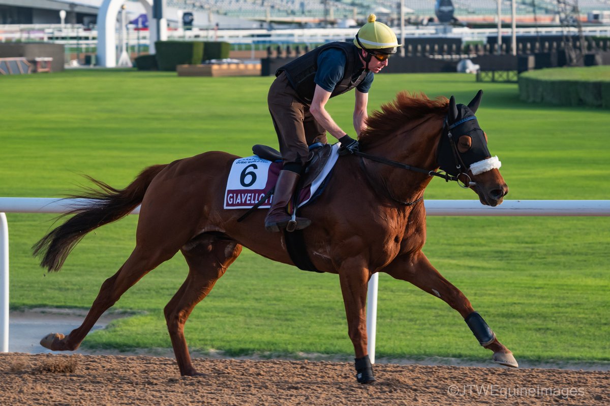 @MarcoBotti's GIAVELLOTTO was also out this morning, another who will aim to win the Dubai Gold Cup, and he will be ridden tomorrow by Ben Coen. #DWC #DWC24 #DubaiWorldCup