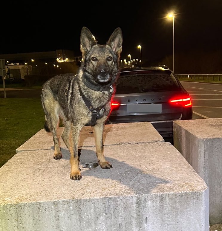 WarksPoliceDogs's tweet image. Following a fail to stop &amp;amp; decamp PD Jinx worked alongside @OPUWarks  ARV Officers &amp;amp; @NPASMidlands in locating one who tired to hide in a bin but couldn’t escape the 🚁#EyeInTheSky. 
PD jinx then tracked &amp;amp; located 2 further suspects &amp;amp; searched locating several items of property.