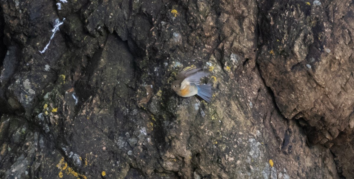 Wasn't expecting this today @FI_Obs! A flash of blue down at the bottom of a cliff revealed the isle's 28th record of Red-flanked Bluetail, though just the second ever in spring - magic!