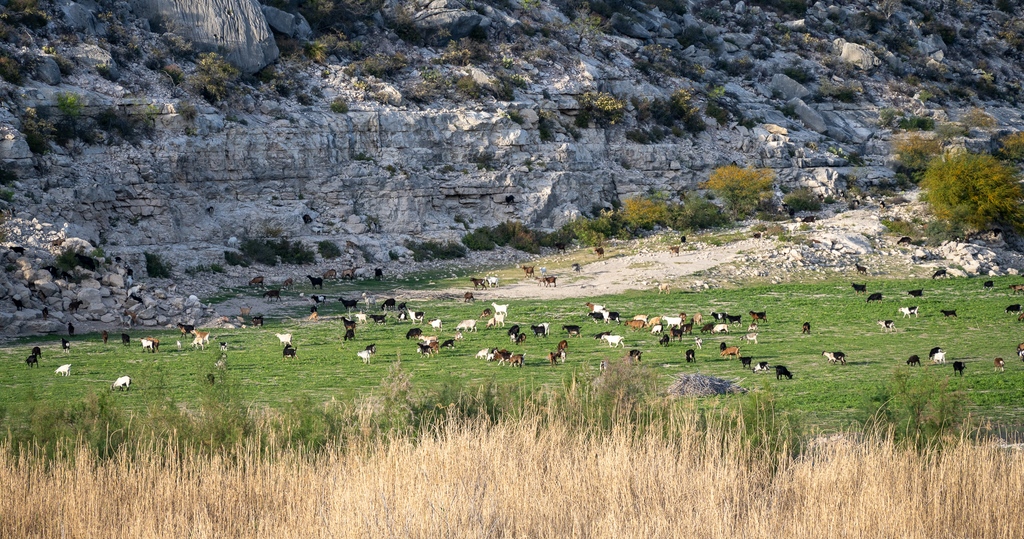 One advantage of the river being low is that there's plenty of room for the goats to graze!  🐐 There was a swarm of them on the grass and up the cliffsides.

#pecosriver #pecosriverbridge
#texas #southwesttexas

#nikon #nikonz7ii
#nikonphotography