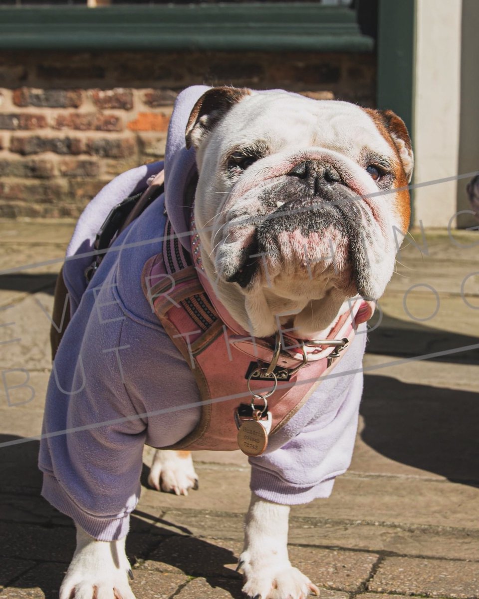 Our gorgeous girl is in the finals for a local dog competition and I’m so proud of our snuggle bug. You can vote for her by following the below link and liking her picture. m.facebook.com/photo.php?fbid… #englishbulldog #beatrixofbeverley @LeeQuinnHill