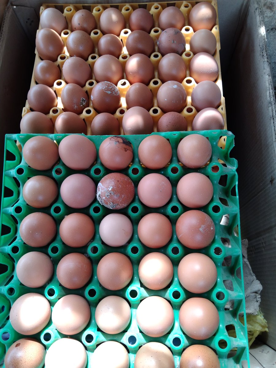 drsenen's tweet photo. Hello #AbujaTwitter...I'm picking fresh eggs from the farm right now. Anyone around Jabi, Wuse, Kado, Gwarinpa  axis that wants eggs can get them delivered very close to their homes at 3,500 per tray. 

Call me on 08038986150 to book yours. 

Valid for only 10 crates so hurry! https://t.co/Ie8am2PYUX
