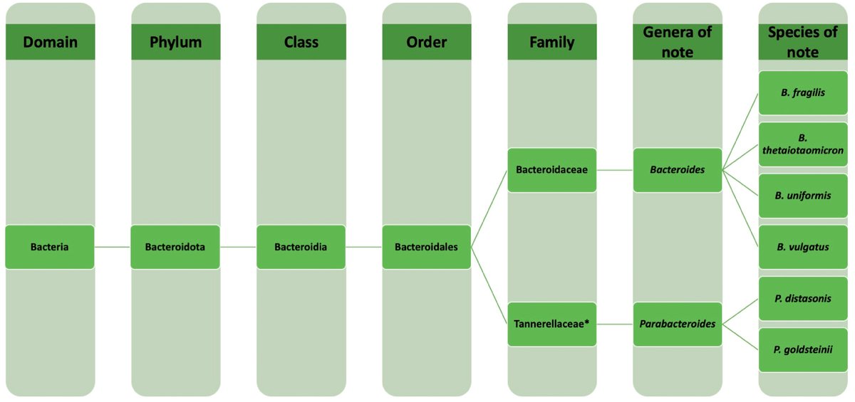 Understanding the role of #Bacteroides spp. is essential for #GutHeath. See why: Bacteroides #Anaerobe #Microbiome spkl.io/60184IQDy