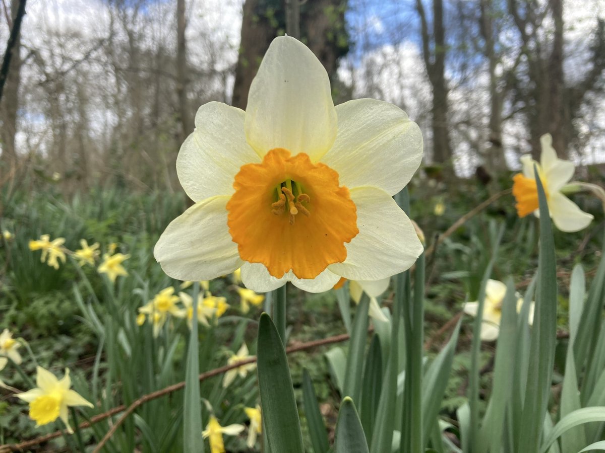 Happy #FlowersOnFriday 🌼🌸