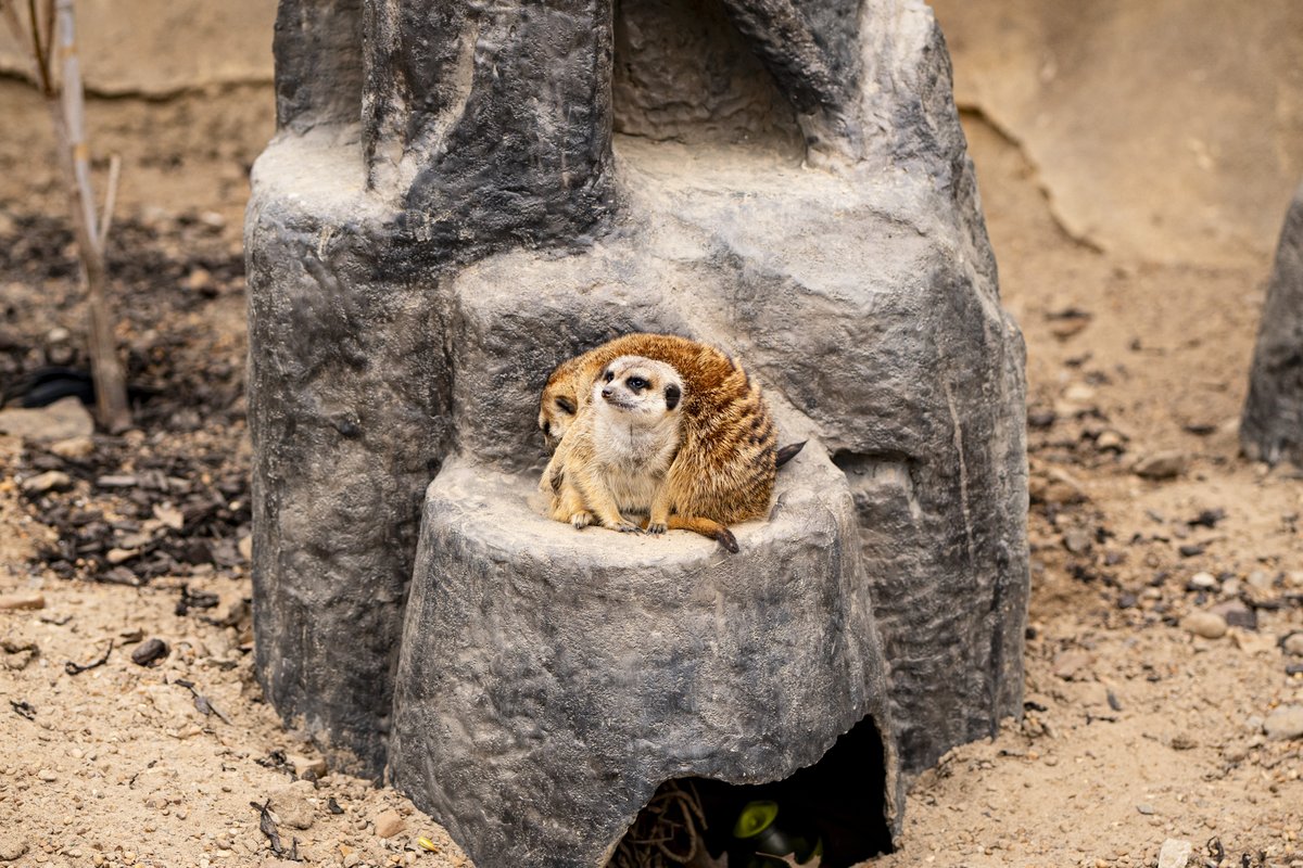 Did you know meerkats take turns standing guard while others forage for food? Teamwork makes the dream work! #MemphisZoo