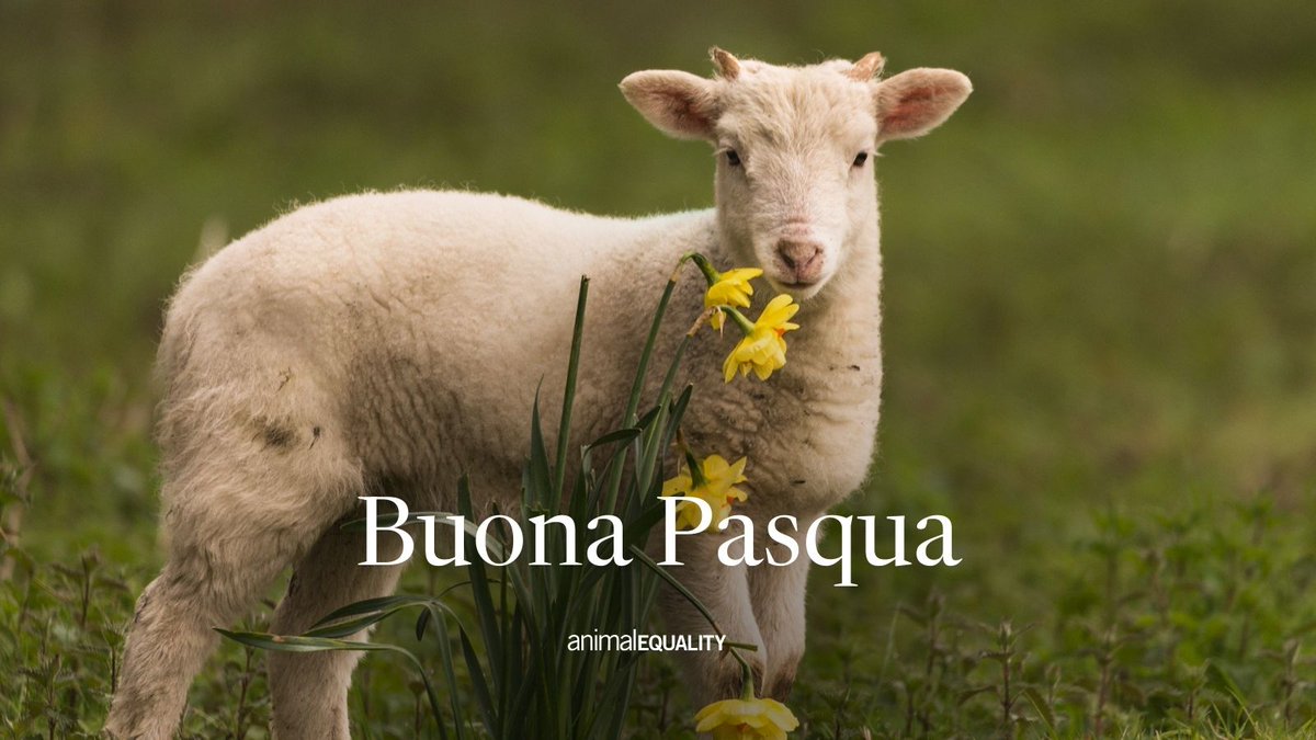 Auguri di buona Pasqua a tutti, ma proprio tutti! 🐑🐥🐷🐮🦆🐰🐟 Per un futuro di amore e compassione, in cui ogni animale sia protetto e rispettato. #Pasqua