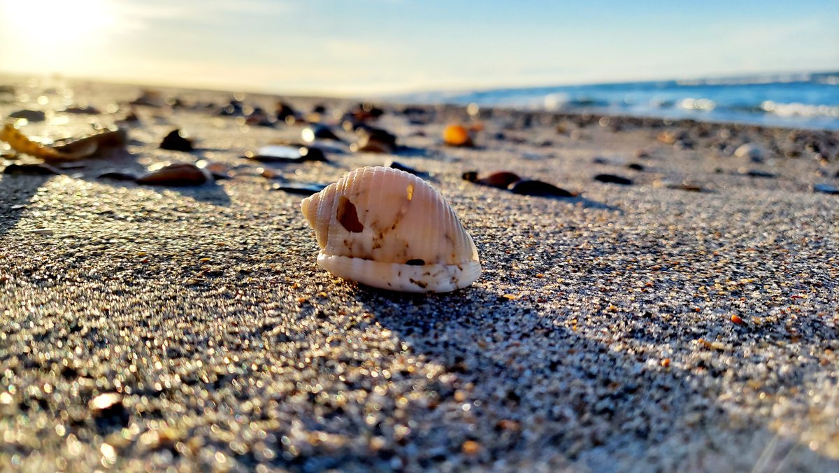 TrippyLifeBlog's tweet image. Name this seashell!  Answer in the comments if you know what it is. 

 It&apos;s a rare shell and extremely hard to find intact.  I found this one on Atlantic Beach in NC.  

Get all my best tip for finding seashells here: thetrippylife.com/best-tips-for-… 
#beach  #vacation  #beachlife
