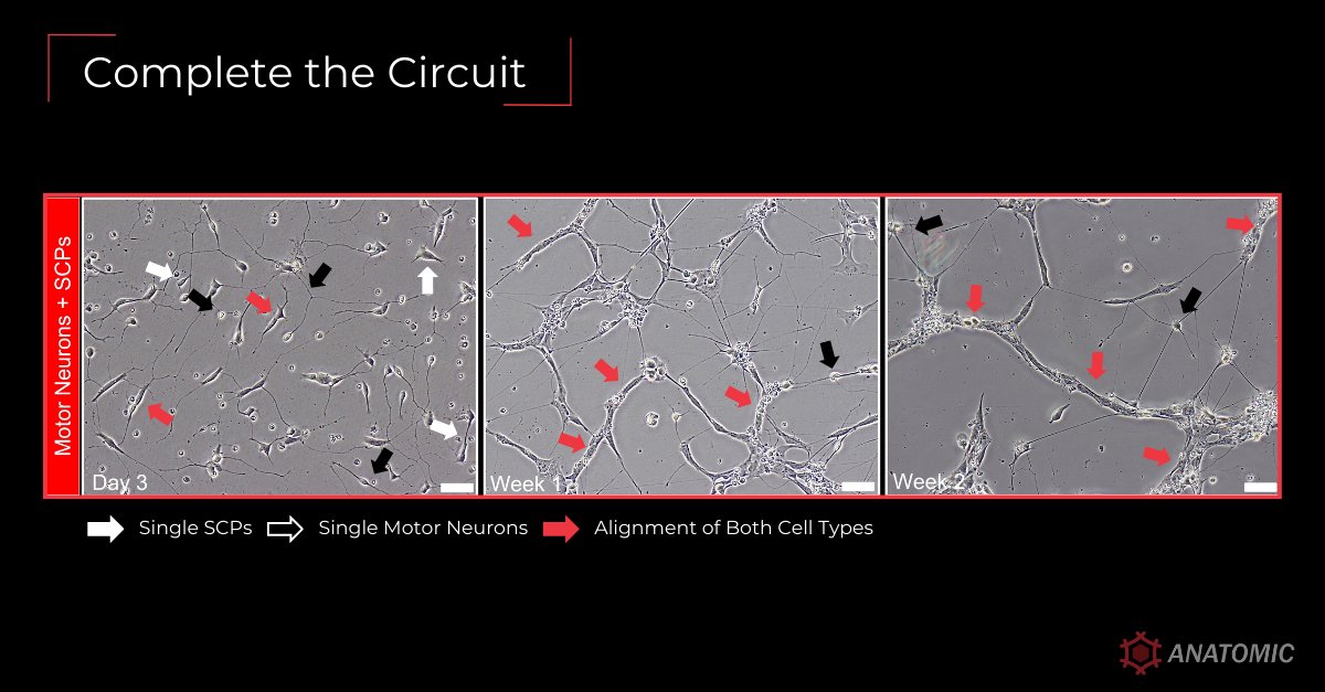 #CompleteTheCircuit with our Schwann cell precursors! Discover how we're integrating human iPSC-derived Schwann cell precursors in our motor and sensory models! #notyouraverageneuron