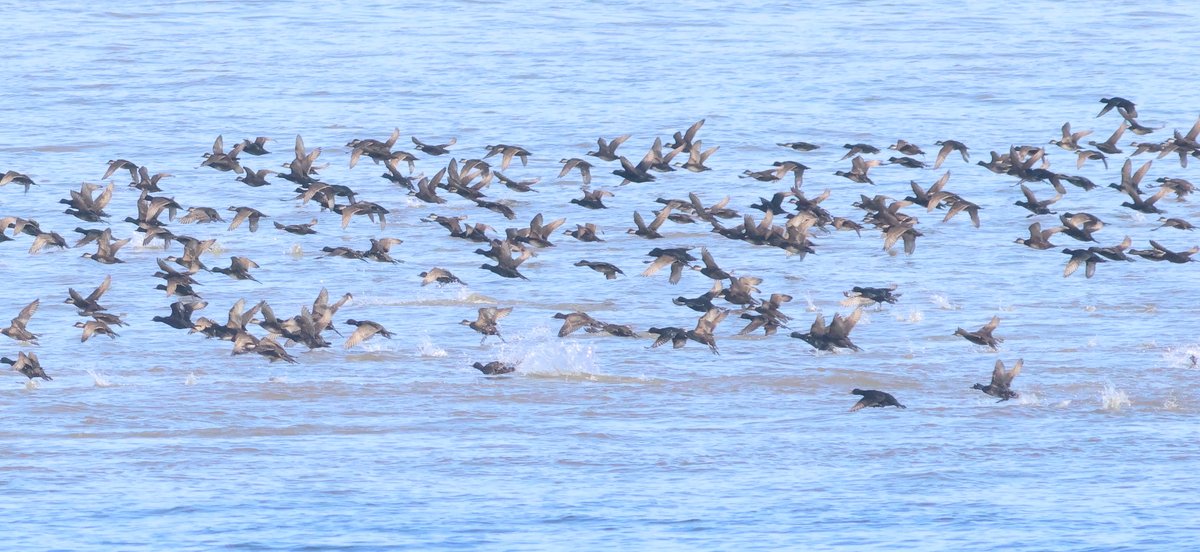 29 Mar. Musselburgh. My first Sand Martins of the year (2 west), also 700 Common Scoter (flushed by rowers). @birdinglothian