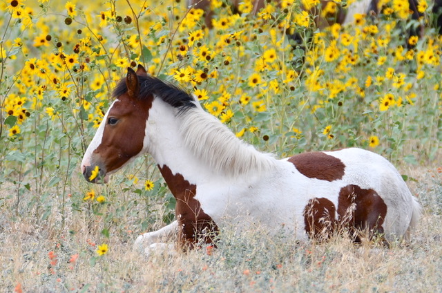 KenRob's tweet image. Save Our Wild Horses...So Important!
prnewswire.com/news-releases/…