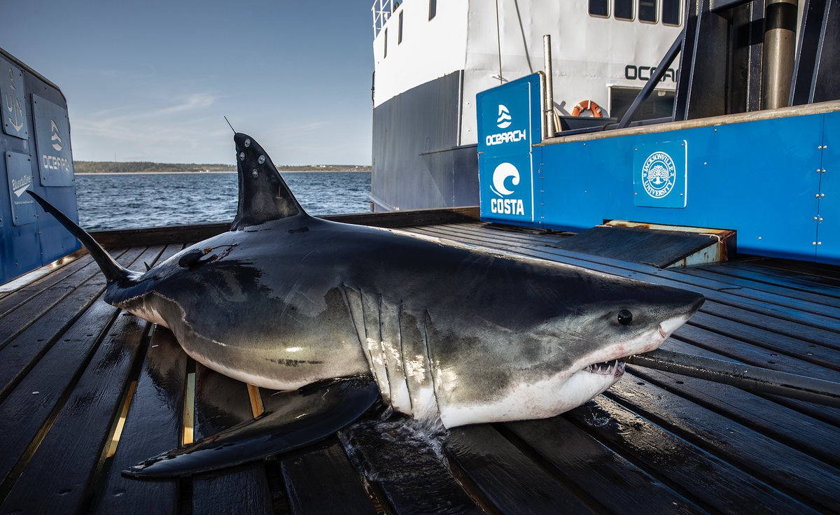 White shark Keji pinged in last night in the Gulf of Mexico, off the coast of #Louisiana! We met Keji in Sept. 2021 in Nova Scotia and this is the furthest west we've seen him go. Track Keji's movements: ocearch.org/tracker/detail… #FactsOverFear #SharkTracker #Sharks