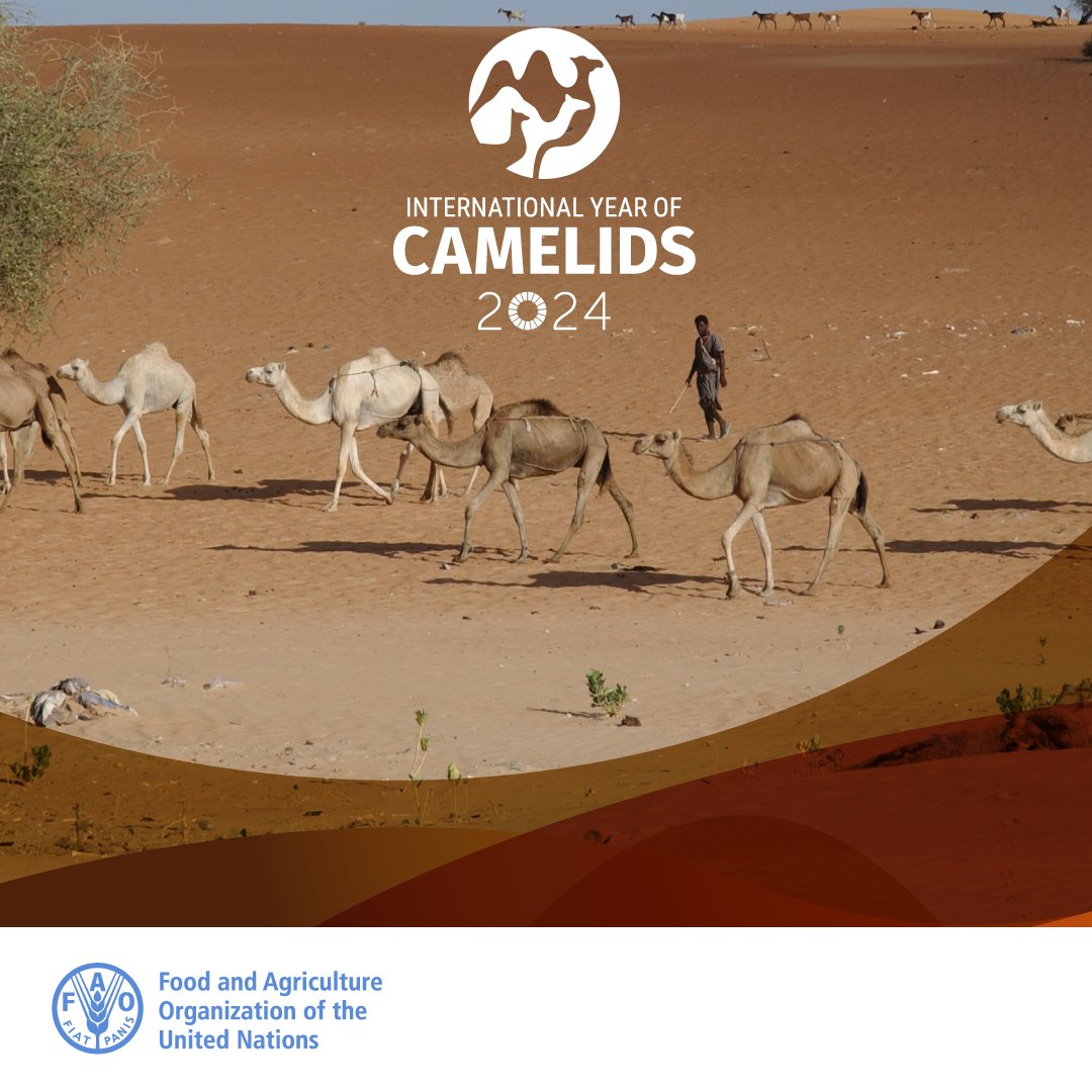 Heroes of deserts and highlands, #camelids 🐫🦙🐪 are not just animals —they're lifelines. In the harshest environments, from the Andean highlands to arid regions of Africa and Asia, they offer milk, meat & much more to communities. 💚 #YearofCamelids #IYC2024