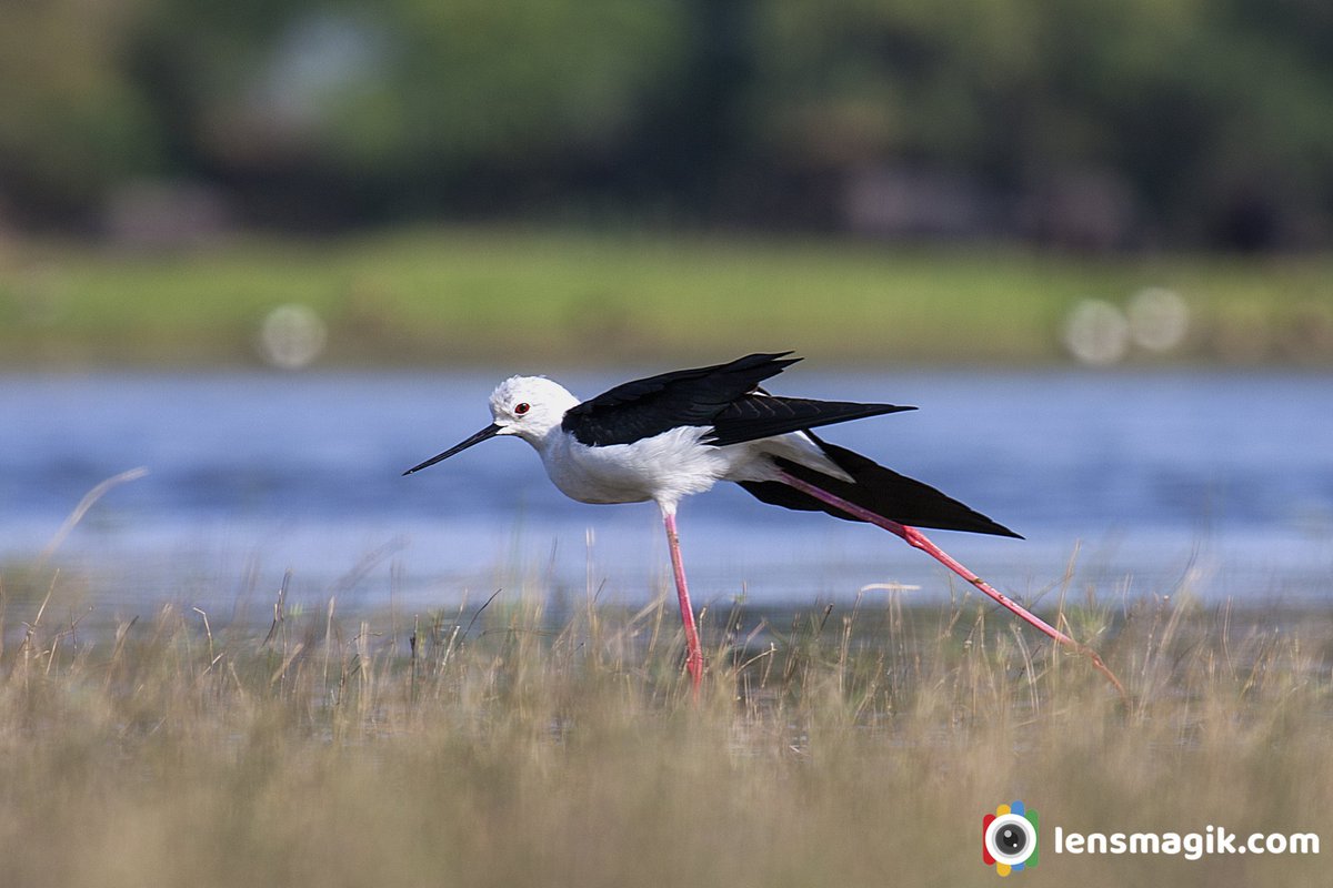 Black winged Stilt bit.ly/3EJm5Nj Birds of Gujarat #blackwingedstilt #stiltbird #birdsofGujarat #bird #tholbirdsanctuary #blackandwhitebird #waderbird #BirdsOfTwitter