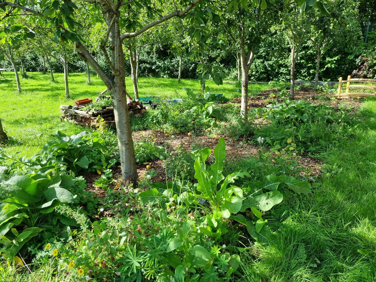 Do you want to create fruitful & climate-resilient greenspaces? Check out our Award in Forest Gardening: tickettailor.com/events/theorch… Forest gardens take inspiration from natural woodlands, which are inherently diverse & less risky than monoculture planting. @RootsmanRak