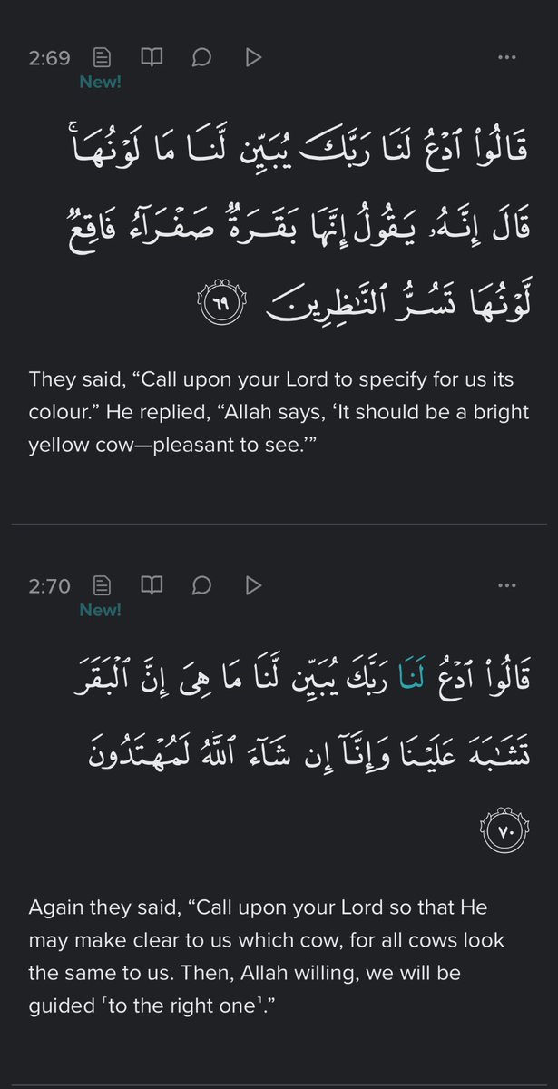Muslim kids all over the internet are worried the red heffer sacrifice is going to bring the Antichrist.  Well, you can assuage their fears because for starters the Qur'an shows us these clowns have the color wrong! 🤣🤣🤣
