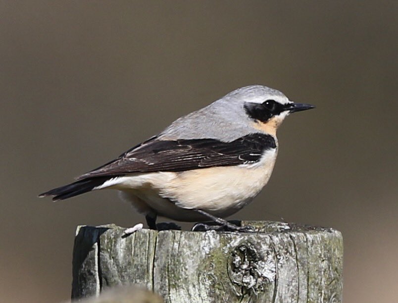 Nature pic for today: a Northern Wheatear, a summer migrant to UK that’s just started to arrive in southern Britain. @_BTO