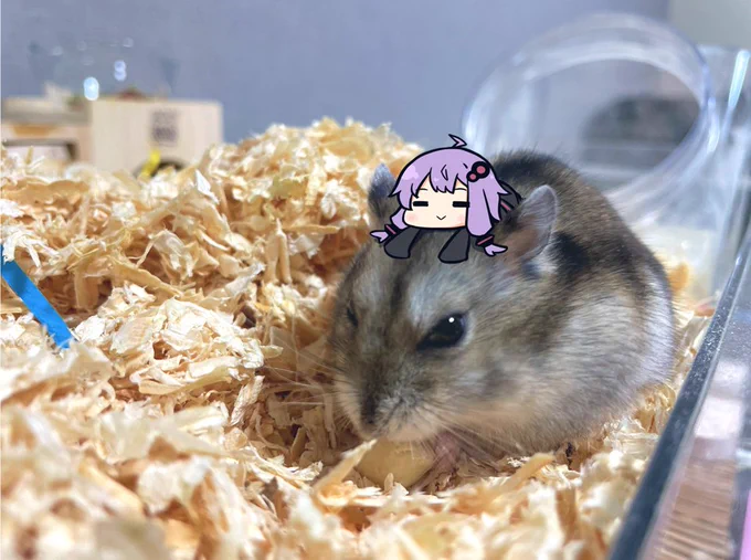 もう何もする気が起きない 結月ゆかり 透過素材です。VOCALOMAKETSさんの迷惑にならない範囲で使ってください。 