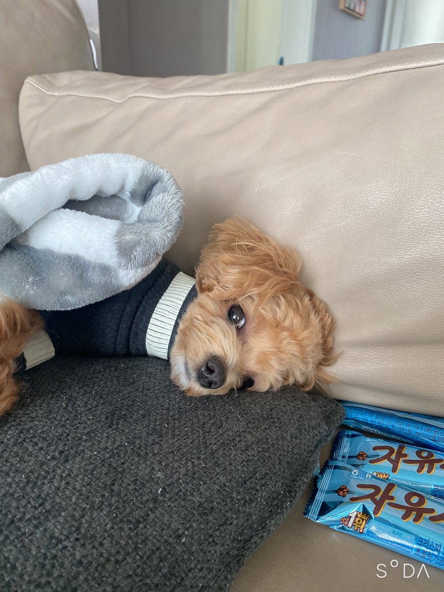 ToRoLi_fourten's tweet photo. 실시간으로 잠드시는 얼굴 감상중🥰 https://t.co/VV1pqkwj90
