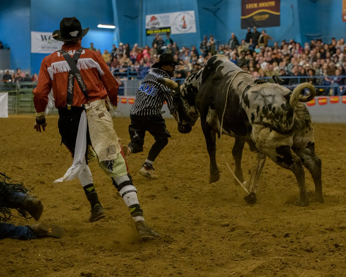 chingsemb's tweet image. Working on Saturday Night Rodeo action and came across these, rider got snagged and clowns raced into action, rider did walk away  and it provides a clear view of the respect the rodeo clown deserves as they race in and put themselves in the bulls path.