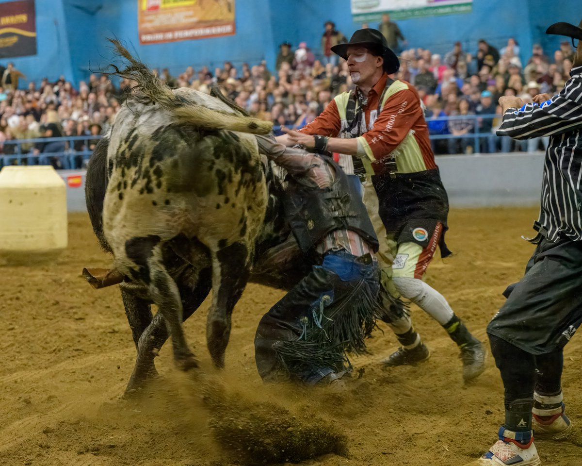 chingsemb's tweet image. Working on Saturday Night Rodeo action and came across these, rider got snagged and clowns raced into action, rider did walk away  and it provides a clear view of the respect the rodeo clown deserves as they race in and put themselves in the bulls path.