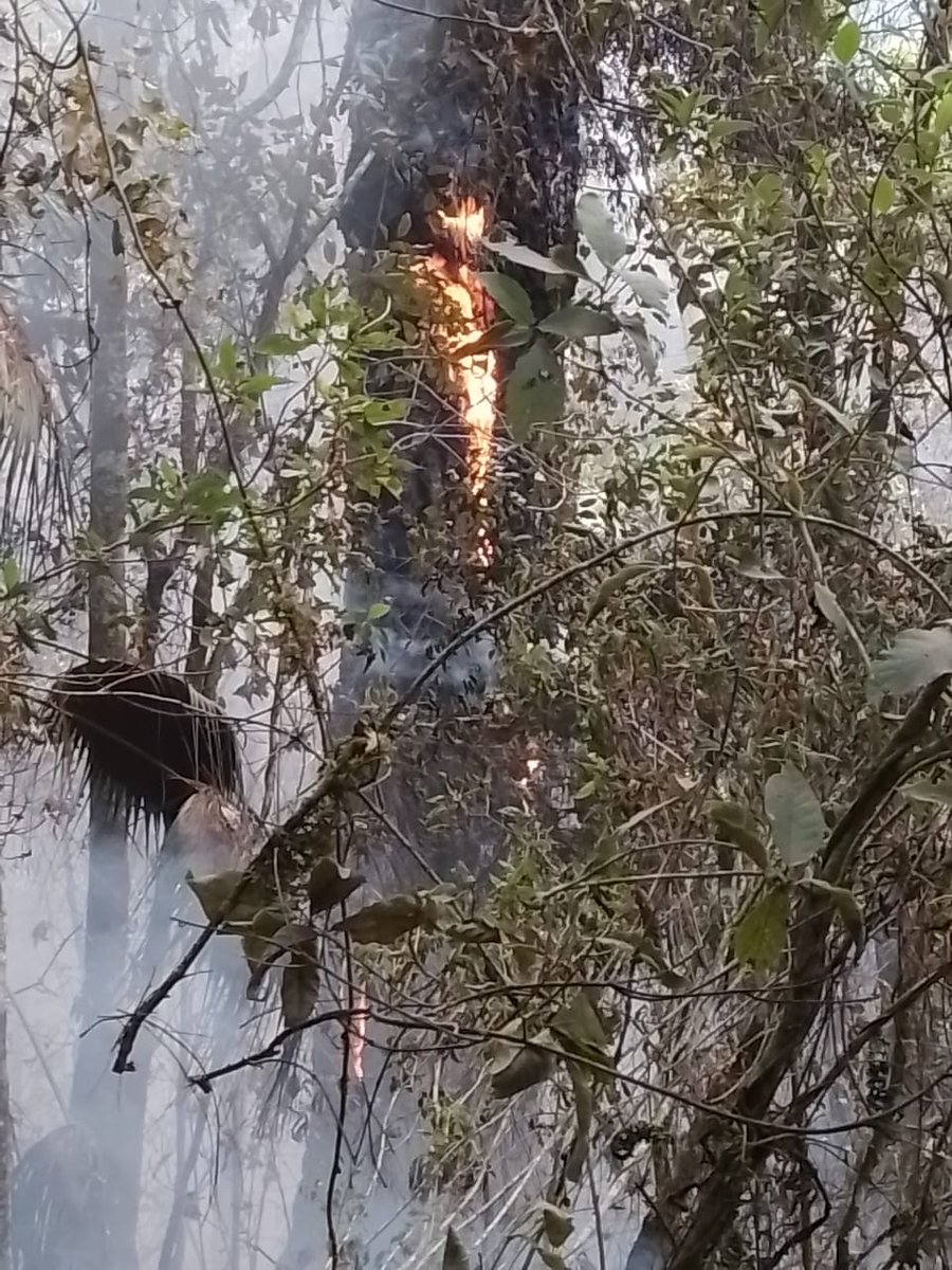 Tprende's tweet photo. Incendio en Santo Domingo del Estado, #Putla fué controlado y liquidado por comuneros y avecindados de Santo Domingo del Estado y San Isidro del Estado en conjunto con autoridades municipales y comunales. https://t.co/ExHPSqsosc