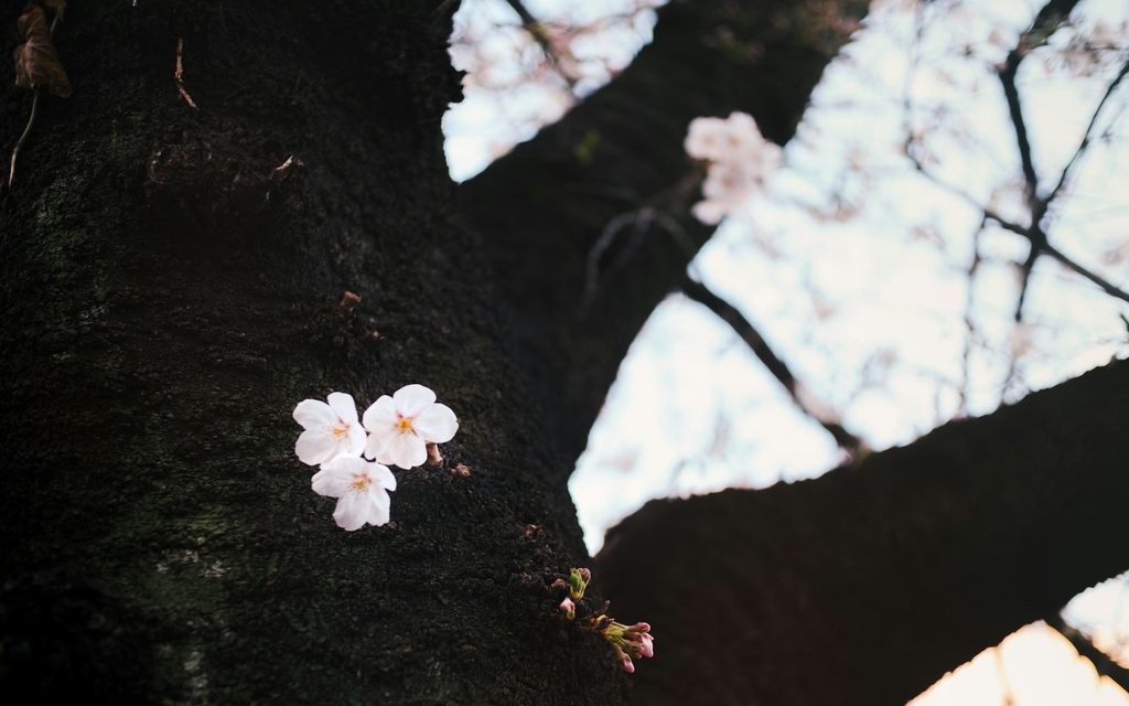 “The Cherry Tree is Heavy with Blossoms” by Sibani Sen: “I look for you everywhere but the street is full of strangers who look at me and say nothing.” Read here: pangyrus.com/poetry/the-che… Image: photo by Kentaro Toma.
