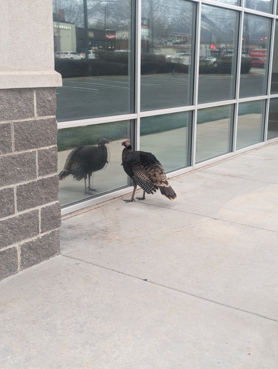 There's a turkey outside my work