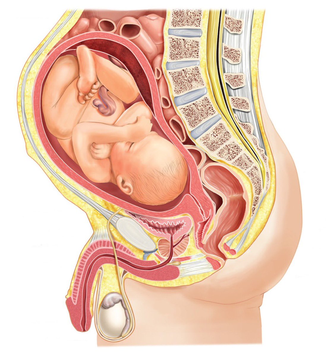 JtheImpregnator's tweet photo. One of my favorite things: Male Pregnancy. So sexy 
#mpreg
#malepregnancy https://t.co/JTRQbdD7V8