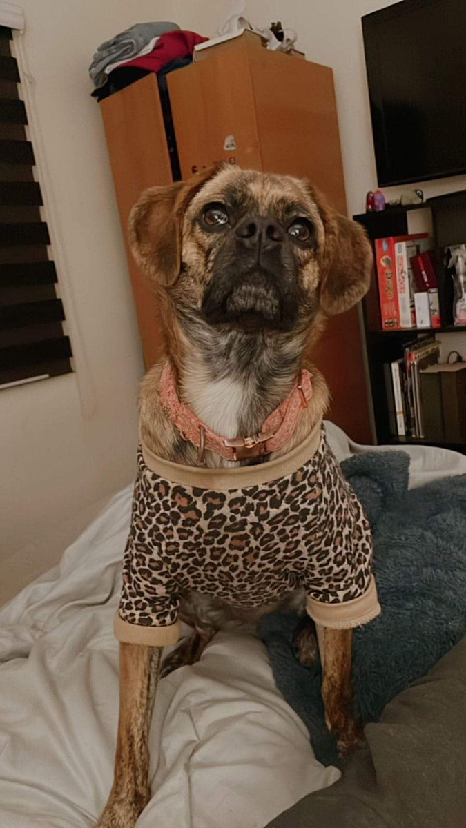 Se perdió Greta en sector Los fundadores en #ValdiviaCL es una mestiza café, tiene patrón atigrado, cola rosca, chaleco como el de la foto y collar rosado, tiene chip. Es juguetona, no sabe andar en la calle sola. Cualquier dato comunicarse al +56 9 8216 4666