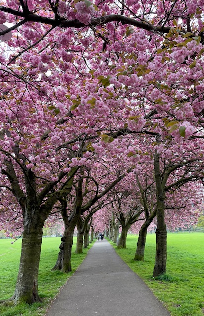 Art&CraftCollective (@artcraftcollect) on Twitter photo Few things say Spring in Edinburgh better than the cherry blossom in the Meadows.
This is Veil of Blossoms, West Meadow Park, a signed photographic print by <a href="/kathryn/">Kathryn Gunty</a>.george.501
Available framed (£55.00) or unframed (£30.00)
#cherryblossomtime #themeadowsedinburgh #springhassprung Few things say Spring in Edinburgh better than the cherry blossom in the Meadows.
This is Veil of Blossoms, West Meadow Park, a signed photographic print by <a href="/kathryn/">Kathryn Gunty</a>.george.501
Available framed (£55.00) or unframed (£30.00)
#cherryblossomtime #themeadowsedinburgh #springhassprung