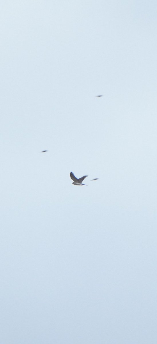 Mixed weather up the north Wales moors today but always something to see😊. Male Hen Harrier up the Aled with wheatear Reed bunting red kite kestrels gadwall then a brilliant Goshawk on the hunt in clocaenog forest clearfell 👌.