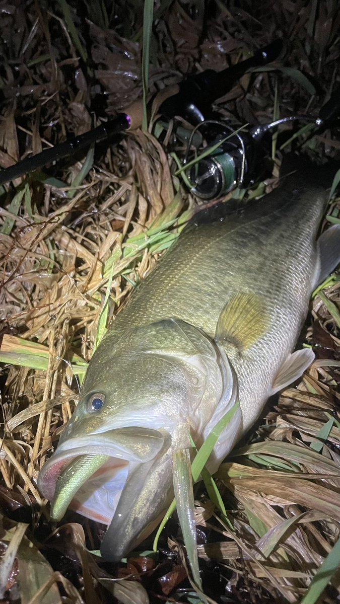 fishing10910141's tweet photo. ピンポイントはヴィローラが都合良すぎて手放せませんね‼️

流れに乗せてスローに流すのがやゔぁい https://t.co/uFEYfXa9An