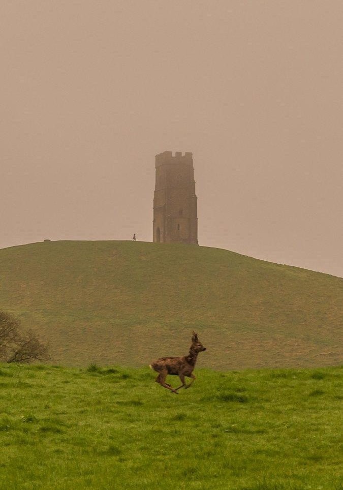 Happy Easter from the Somerset Coast & Countryside team 🌼 Thank you to @Glastomichelle for sharing this lovely image of a leaping deer in front of Glastonbury Tor with us. #GlastonburyTor #EasterWeekend