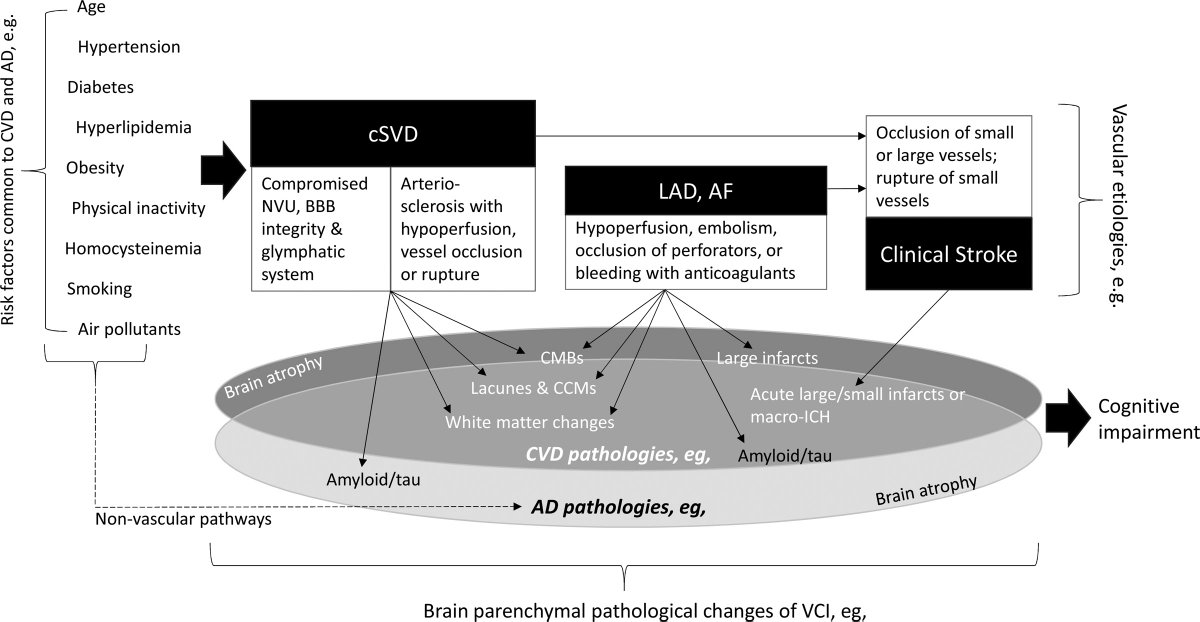 @IpBonaventure et al. provide overview of the pathophysiology of vascular cognitive impairment, and outline how an understanding of underlying mechanisms may inform the development of novel therapies. @shibadaddo @drbonnielam @VincentCTMok @CUHKneurology ahajournals.org/doi/10.1161/ST…