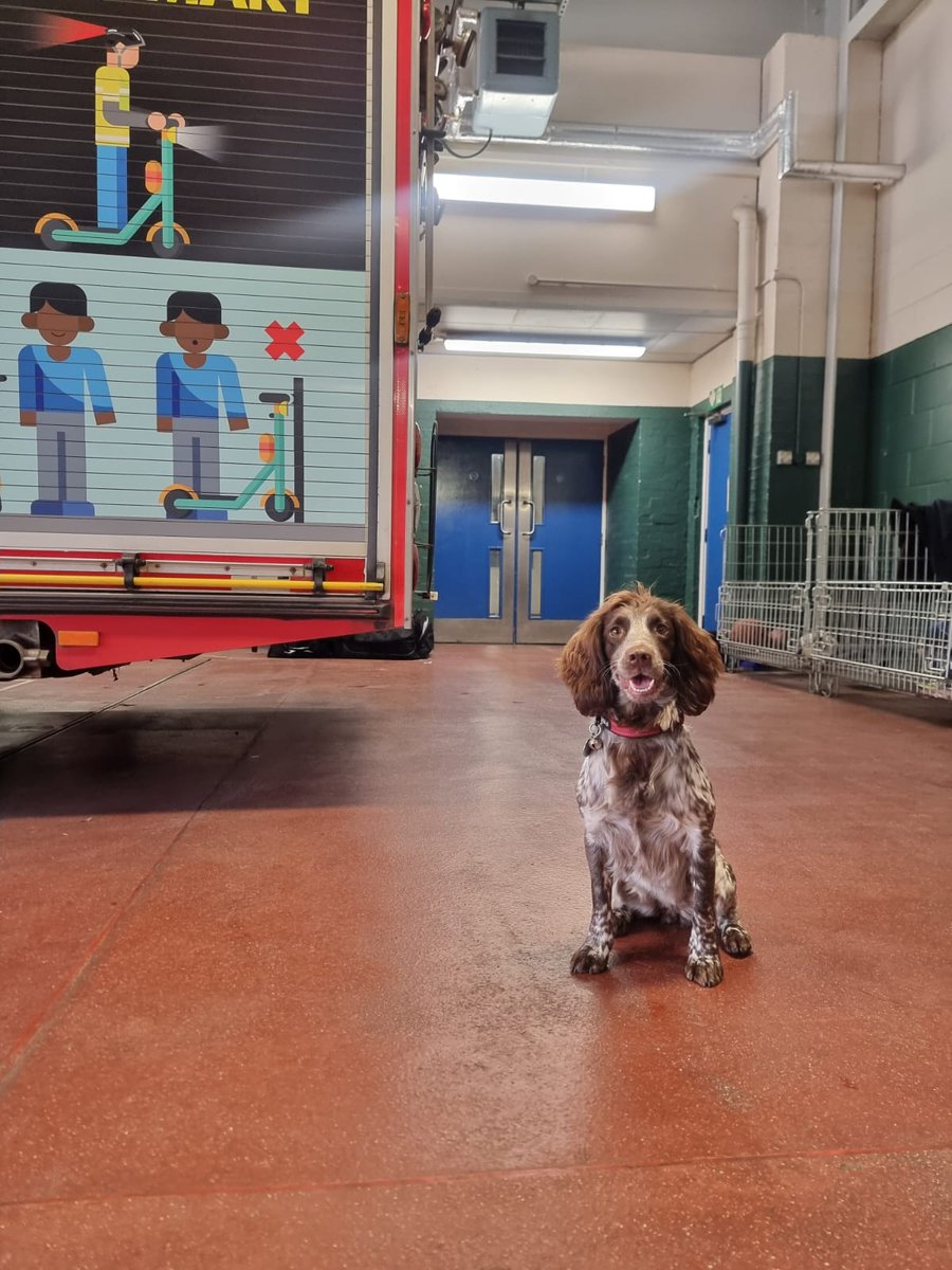 WMFSFireDog tweet picture