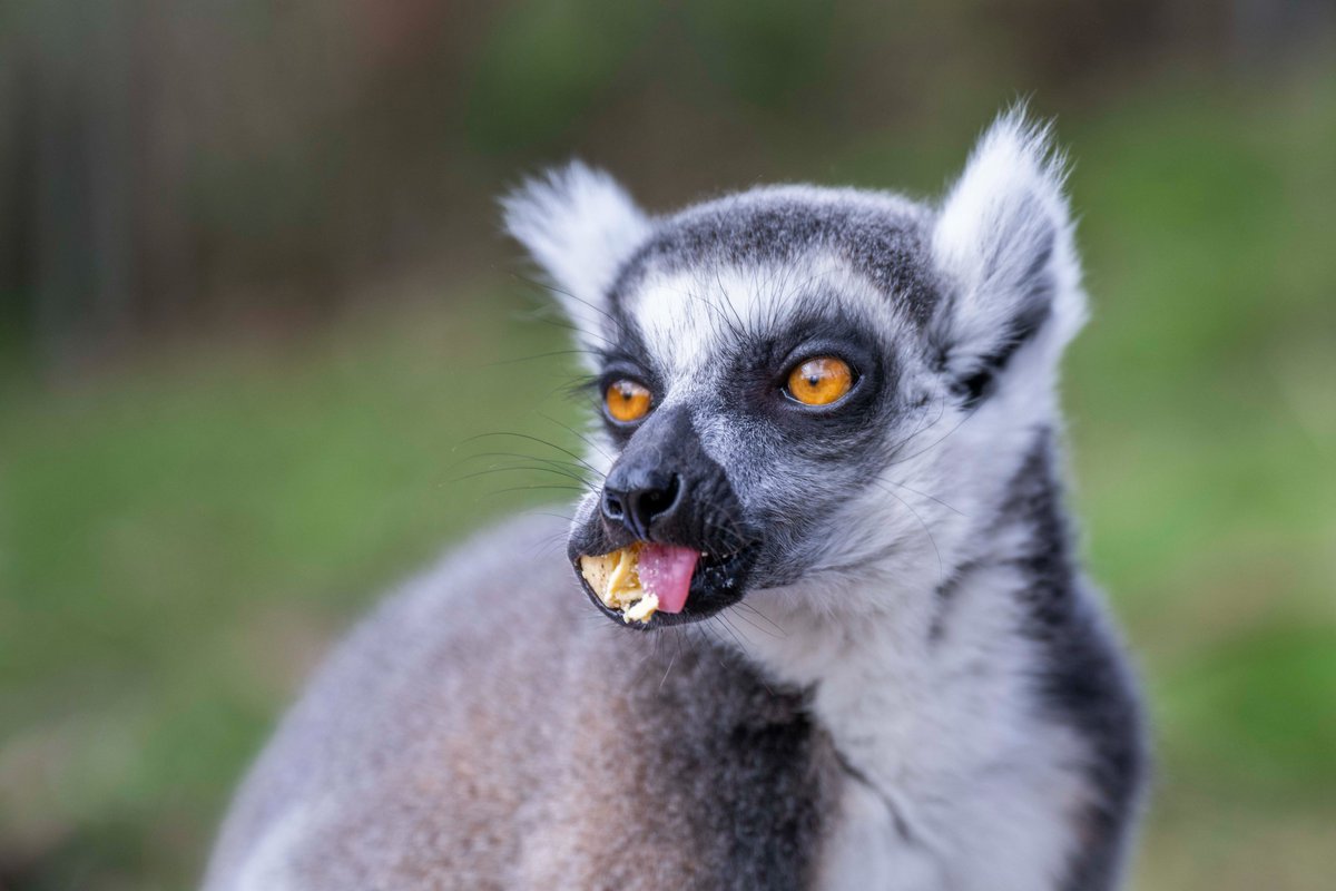 Wishing everyone a very #HappyEaster! 🤩🐰 We hope it is filled with lots of yummy treats 🍫 Our ring-tailed lemurs have been enjoying their own Easter egg hunt with the prize being some tasty hard-boiled eggs 😋🥚 #WMSP