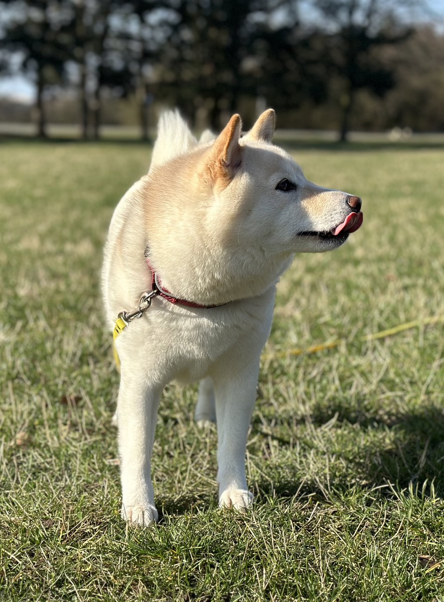 mi_macek's tweet photo. Mňam, konečně jaro 🐕 #YukiCreamShiba https://t.co/x0G4xN6tOe