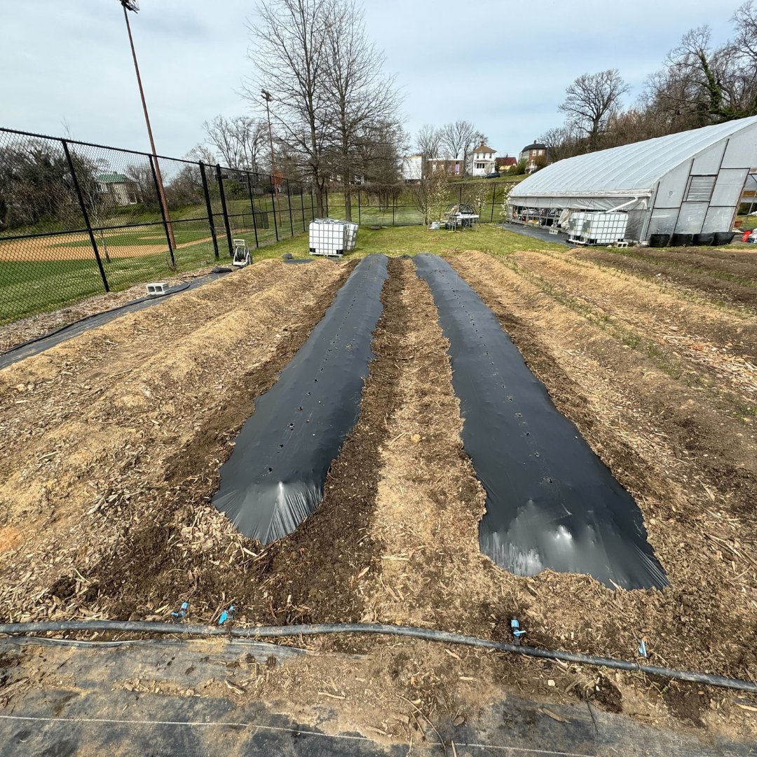 Our #Farm Team has okra, lettuce, and more on deck!!! Who's excited for this year's #GrowingSeason?! #BlackFarms #BlackFarmers #BlackOwned #FarmLife #BlackOwnedBusiness #FarmToTable