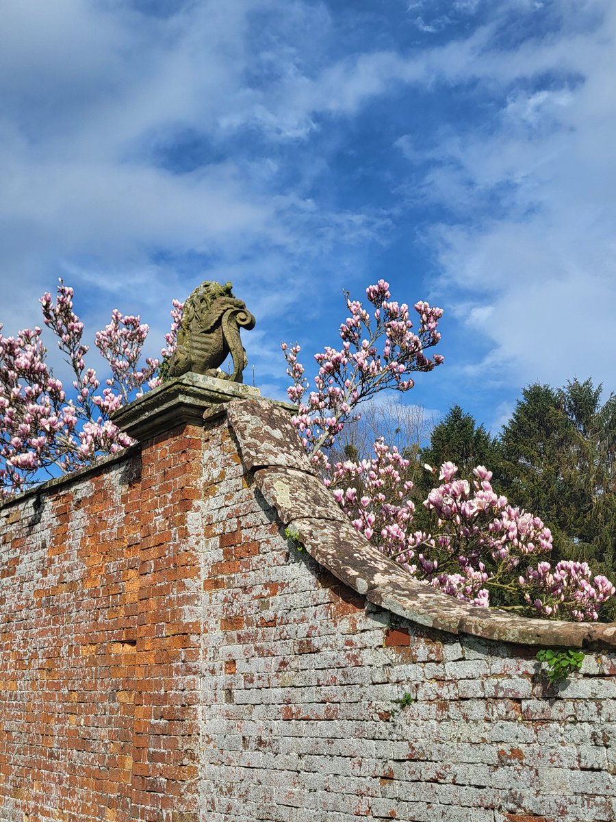 The Lion guarding the Magnolia #PitchfordHall #historicgarden #Shropshire