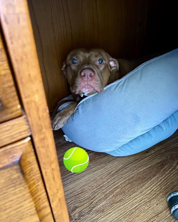 #Fantastic Frankie here! Reporting from under da foster Dads desk! While I iz busy today keeping an eye on da Dad, you should buy a shirt and keep da mom busy too. BOL! She says dat da whole site is 25% off this weekend! Etsy.com/shop/whatapitty