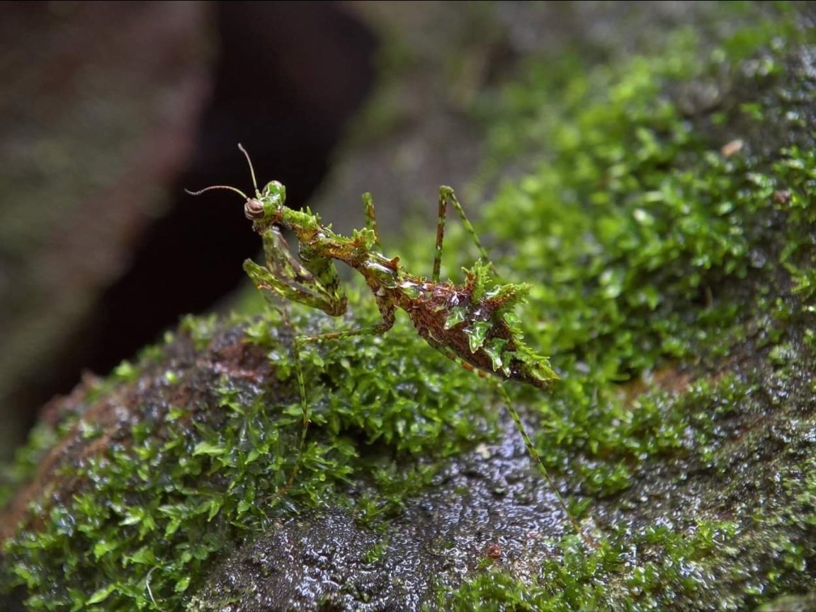 Moss mantis I didn't know this was a mantis until I saw a bunch of moss moving, then I realized. This Is Really A Mantis 😱😵‍💫